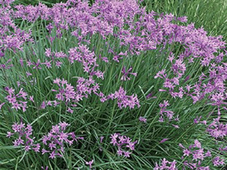 Des images de diff�rentes plantes